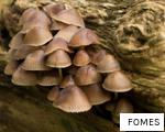 FOMES anagram
