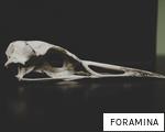 FORAMINA anagram