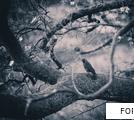 FOREST anagram