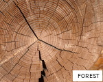 FOREST anagram