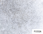FOSSA anagram