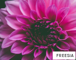 FREESIA anagram