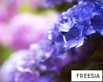 FREESIA anagram