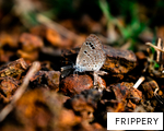 FRIPPERY anagram