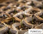 FUNICULI anagram