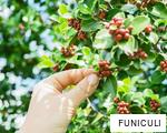 FUNICULI anagram