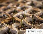 FUNICULUS anagram