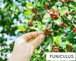 FUNICULUS anagram