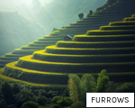 FURROWS anagram
