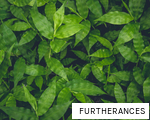 FURTHERANCES anagram