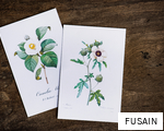 FUSAIN anagram