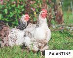 GALANTINE anagram