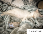 GALANTINE anagram