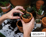 GELIDITY anagram