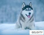 GELIDITY anagram