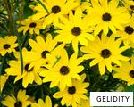GELIDITY anagram