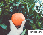 GENIPAPS anagram