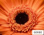 GERBE anagram
