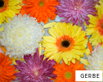 GERBE anagram