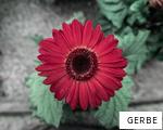 GERBE anagram