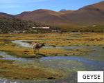GEYSE anagram