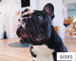 GIDES anagram