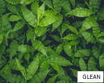 GLEAN anagram
