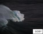 GOBY anagram