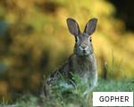 GOPHER anagram