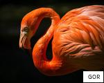 GOR anagram