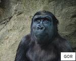GOR anagram