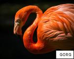 GORG anagram