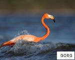 GORG anagram