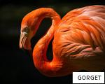 GORGET anagram