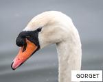 GORGET anagram