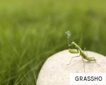 GRASSHO anagram