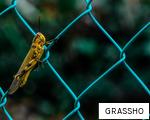GRASSHO anagram