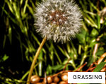 GRASSING anagram