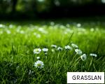 GRASSLAN anagram