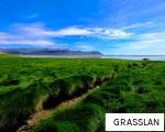 GRASSLAN anagram