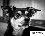 GRAYSCA anagram