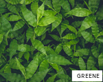 GREENE anagram