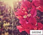 GREENE anagram