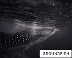 GROUNDFISH anagram