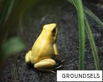 GROUNDSELS anagram