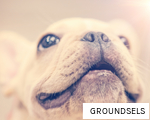 GROUNDSELS anagram
