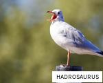 HADROSAURUS anagram
