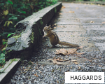 HAGGARDS anagram