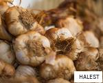 HALEST anagram