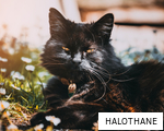 HALOTHANE anagram